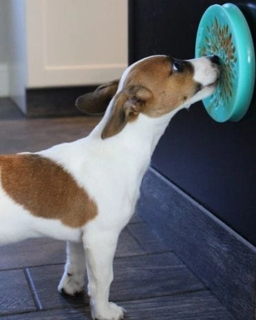 Tall Tails Lickable Reward Dish for Dogs and Cats